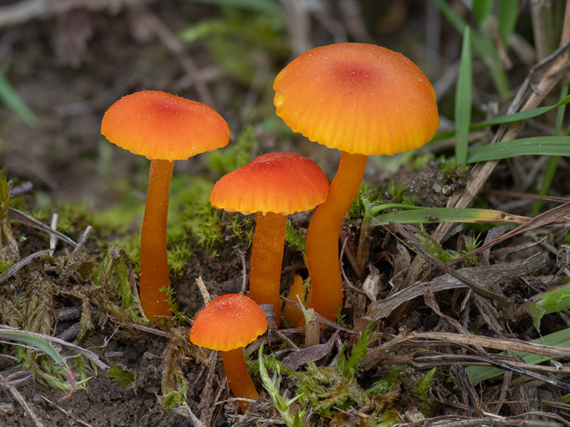 Hygrocybe calciphila